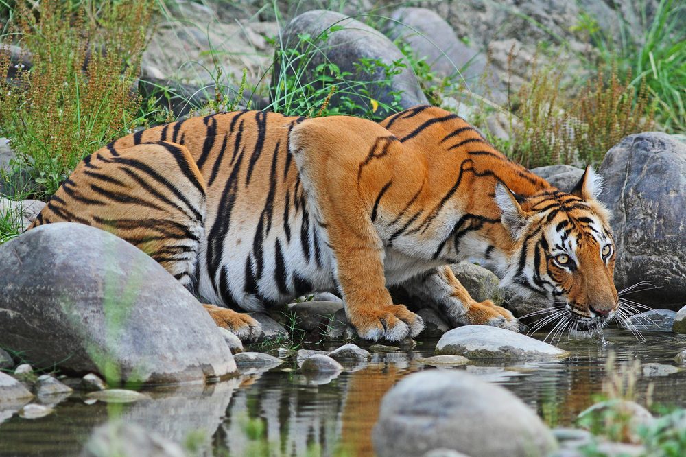 Ranthambore